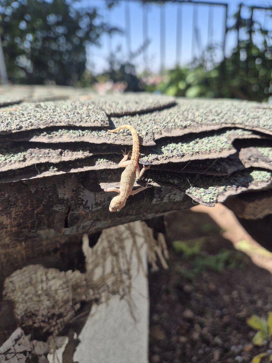 balcak71's tweet photo. 🦎 mi 🥚'dan çıkar, 🥚 mı 🦎'den çıkar?
Keler mi kertenkele mi bilemedim doğrusu @Linnaeus1758 
Fotoğraflar işinize yarasa keşke... https://t.co/1uqytmcYKv