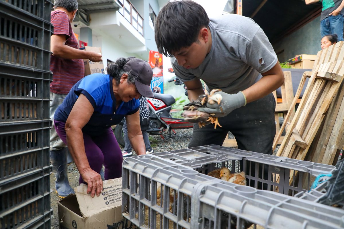 PrefecturaCanar's tweet photo. 🐔🌱 ¡Fortalecemos la producción familiar! En Chontamarca y Ducur, 191 familias reciben capital semilla: 🐣 5.500 pollas de cría 🌾 336 qq de balanceado 🩺 191 kits veterinarios + capacitación 💰 Inversión: USD 54.400 Apostamos por el desarrollo de nuestra gente. 💪 https://t.co/3JSeS97NyH