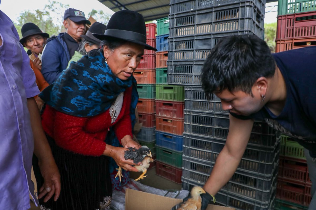 PrefecturaCanar's tweet photo. 🐔🌱 ¡Fortalecemos la producción familiar! En Chontamarca y Ducur, 191 familias reciben capital semilla: 🐣 5.500 pollas de cría 🌾 336 qq de balanceado 🩺 191 kits veterinarios + capacitación 💰 Inversión: USD 54.400 Apostamos por el desarrollo de nuestra gente. 💪 https://t.co/3JSeS97NyH