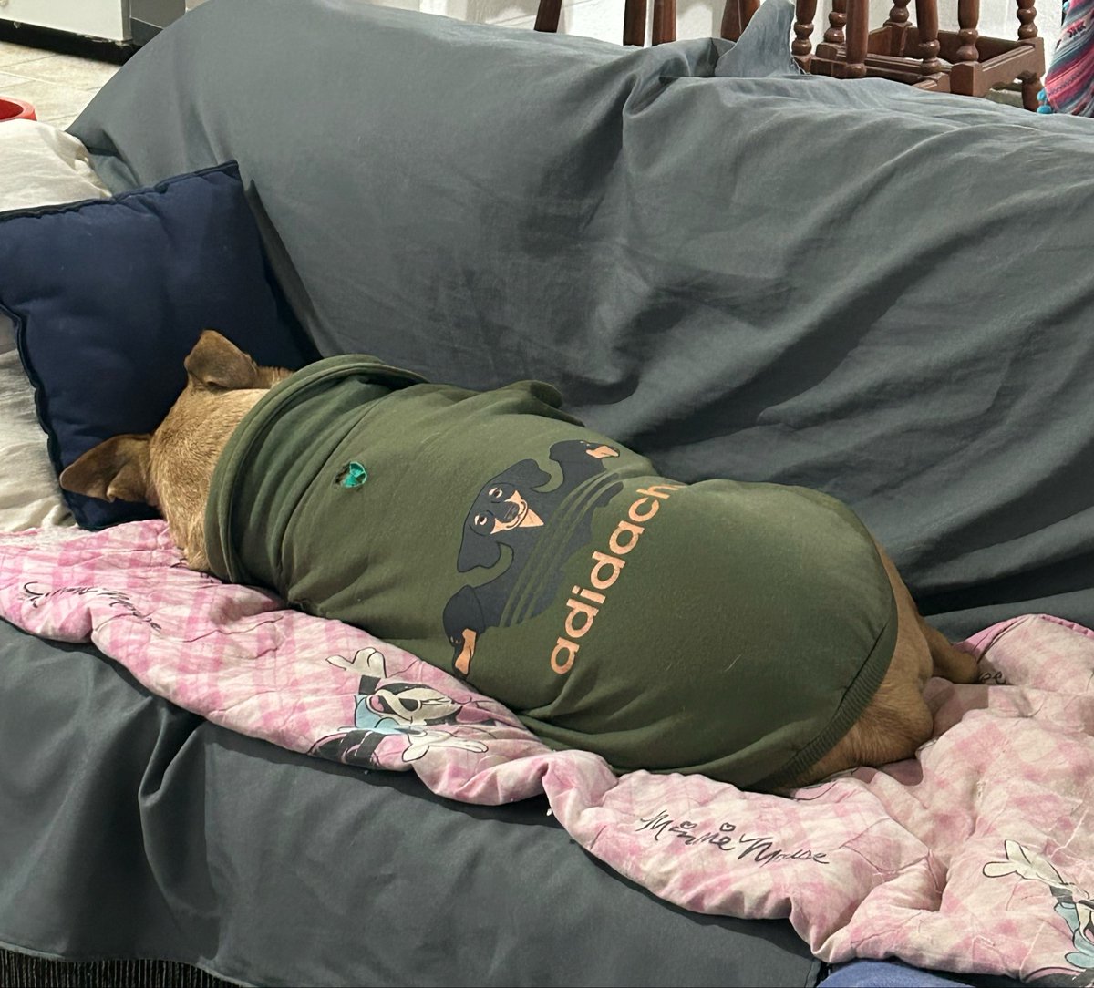 Micavarello's tweet photo. Tengo perro mediano cruza pitbull y confirmo https://t.co/6QRphg7DzB