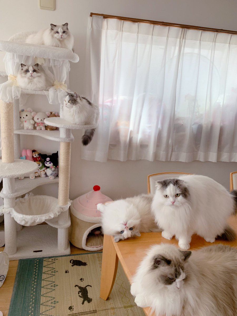 411hoshi's tweet photo. 月曜日買い物行こうとしてたらこれは写真撮ってちゃうよね？🥺しかもいつもよりも積極的でなんなら
撮れにゃ！撮ってから行けにゃ！言わんばかりの圧だし？乗ろうと思ってたバスを何分も見送ったという🤣6にゃんよ、そういう策だった？🤭まんまと引っかかったよ〜😂でも引っかかったおかげ🥺 #ねこ https://t.co/tfqnRYetYV