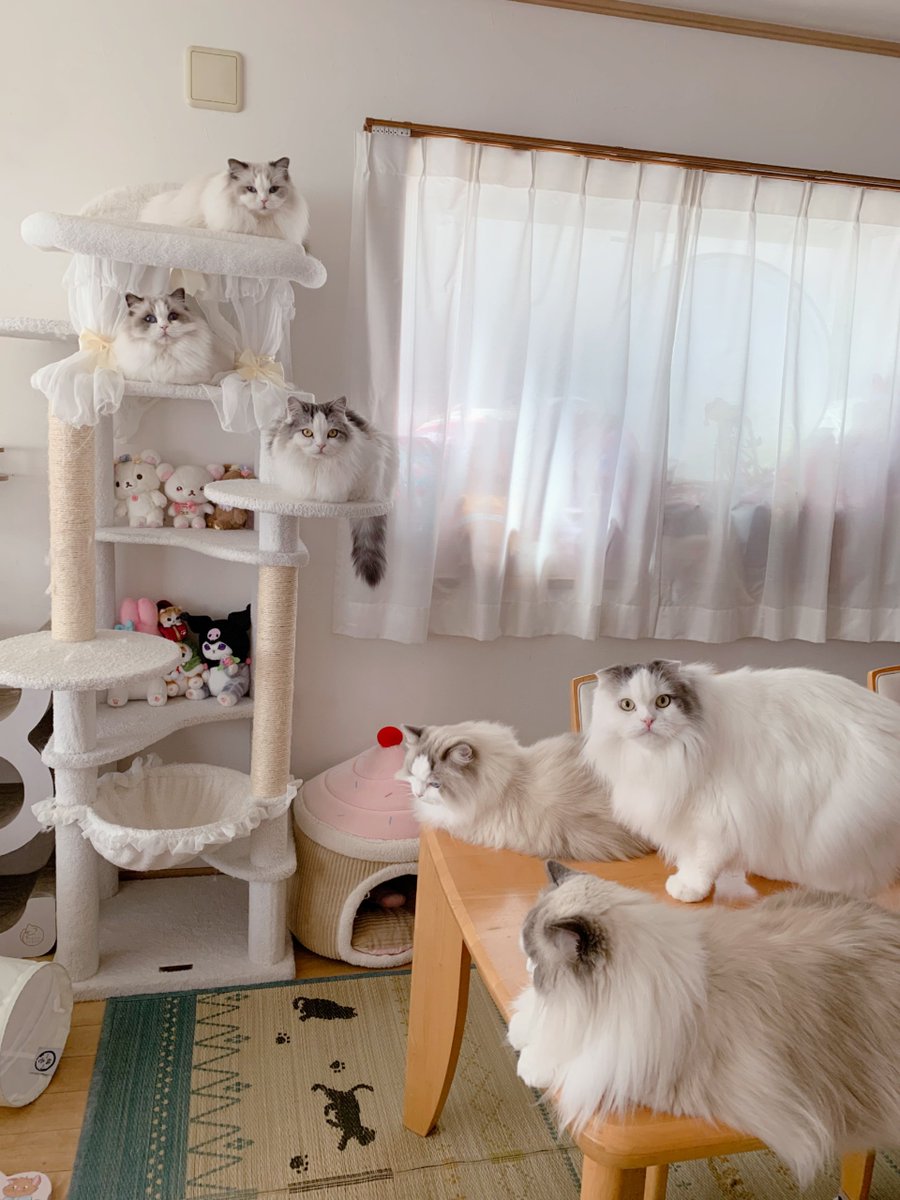411hoshi's tweet photo. 月曜日買い物行こうとしてたらこれは写真撮ってちゃうよね？🥺しかもいつもよりも積極的でなんなら
撮れにゃ！撮ってから行けにゃ！言わんばかりの圧だし？乗ろうと思ってたバスを何分も見送ったという🤣6にゃんよ、そういう策だった？🤭まんまと引っかかったよ〜😂でも引っかかったおかげ🥺 #ねこ https://t.co/tfqnRYetYV