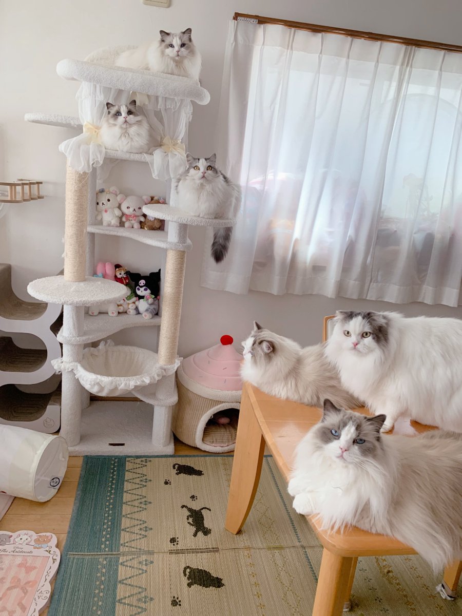 411hoshi's tweet photo. 月曜日買い物行こうとしてたらこれは写真撮ってちゃうよね？🥺しかもいつもよりも積極的でなんなら
撮れにゃ！撮ってから行けにゃ！言わんばかりの圧だし？乗ろうと思ってたバスを何分も見送ったという🤣6にゃんよ、そういう策だった？🤭まんまと引っかかったよ〜😂でも引っかかったおかげ🥺 #ねこ https://t.co/tfqnRYetYV