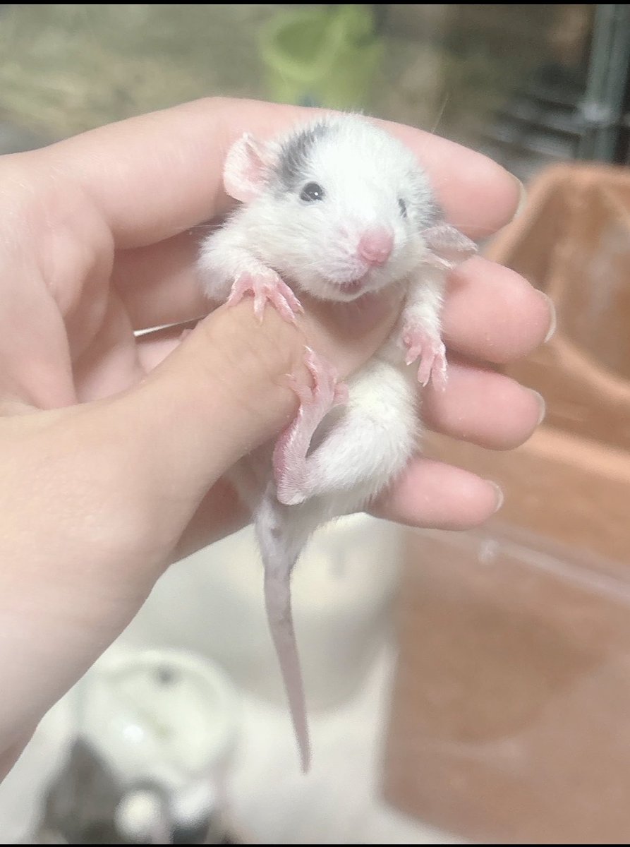 1423rat's tweet photo. ファンシーラット1ヶ月~アダルトまでおります

総勢50匹くらいいるかな🤔

匹1000円～販売中なのでお探しの方は是非🐭

#ファンシーラットとの暮らし 
#ファンシーラット販売
#アクアリウムバス https://t.co/QsqIMiH6jH