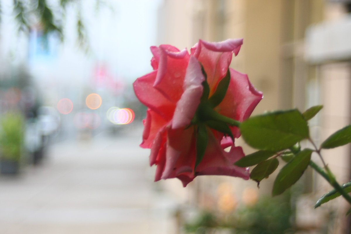 FreidaDakeqf's tweet photo. SOOC—Straight Out-of-Camera JPEGs

Lately, I’ve been shooting both RAW and JPEG when possible, developing the RAW files, editing them in Affinity Photo with Nik Collection filters, and sharing ten edited images. Yesterday, I reviewed JPEGs straight https://t.co/C3XXvyhOVC