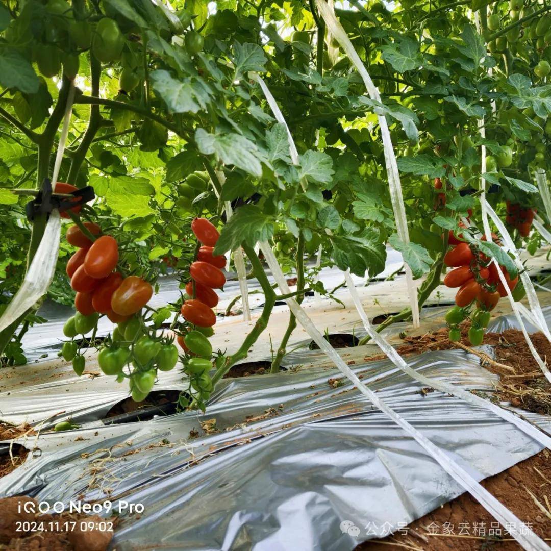 3raym92ondbenja's tweet photo. Just tried the new organic cherry tomatoes from the local farm  Sweet, juicy, and burst with natural flavor—no weird aftertaste at all! A perfect snack that’s way better than the imported ones I bought last month. #FreshProduce #FoodFind， https://t.co/esr9fz9xSI