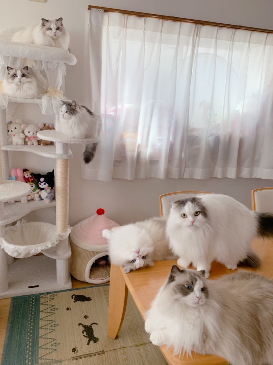 411hoshi's tweet photo. ろくにゃ〜〜〜〜〜〜ん🐱🐱🐱🐱🐱🐱
1枚目と2枚目の写真6にゃんカメラ目線？！🫣💕
かわいいい〜らぶ〜🫶🏻︎💗ありがと〜🥺💗
 #ねこ  #ねこがいる生活  
#スコティッシュフォールド  #ラグドール https://t.co/6HB50Mmlia