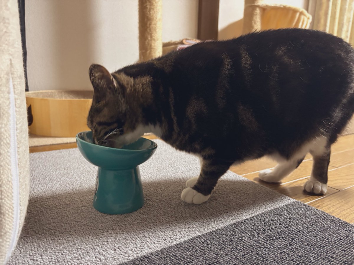 Egreen_michi's tweet photo. お嬢様2回目の夕ご飯のお時間🐈‍⬛ https://t.co/ep9RXfv9dF