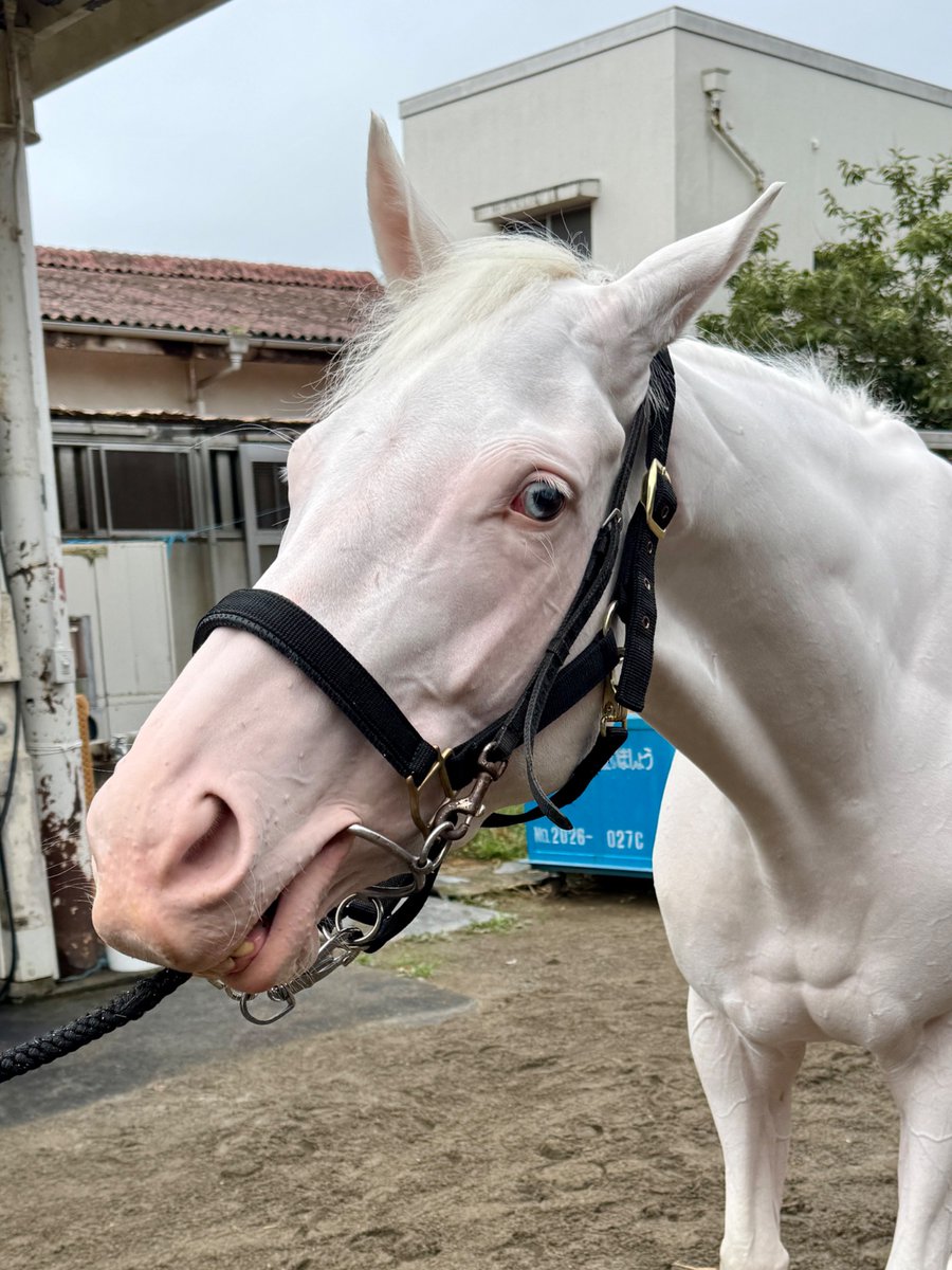 aoraki_family's tweet photo. 📢おしらせ

真っ白な競走馬、スノーエルヴァが一日神馬に✨⛩️

10月18日(日)
王子神社にて「一日神馬」を務めることとなりました🐴🩷

純白の彼女が、かの地に舞い降りる瞬間を、ぜひご覧ください✨

当日は、この日のためにデザインされた、特別な限定御朱印と絵馬をご用意しております。

また、「白馬成就（はくばじょうじゅ）」として、白馬のように迷いなく進み、夢を掴むためのご利益も授かれます。

【プログラムスケジュール】
📅 10/18(日) 9:00〜17:00
📍 東京北区・王子神社
・9:00〜17:00 (通し): 御朱印・絵馬授与
・11:00〜12:00: グリーティング
・13:00〜14:00: 神馬の儀式
・15:00〜16:00: グリーティング

皆様のお越しをお待ちしております🙇

#一日神馬 #スノーエルヴァ #アオラキ #王子神社 #白馬成就