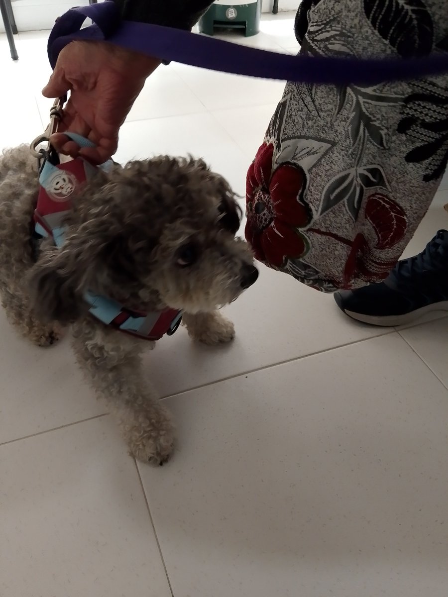 MECHG's tweet photo. Mi niña vino por consulta ,mi peludita, y como saben! Estaba asustada! Veterinaria Garritas chía Cundinamarca Colombia Vivenza Plaza local 104 315.2562335 https://t.co/WWRSVRDZVJ