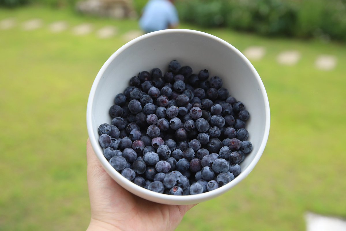 JenniKile's tweet photo. Harvest season is here—let’s make blueberry pie! https://t.co/e5hf1MkI2z
