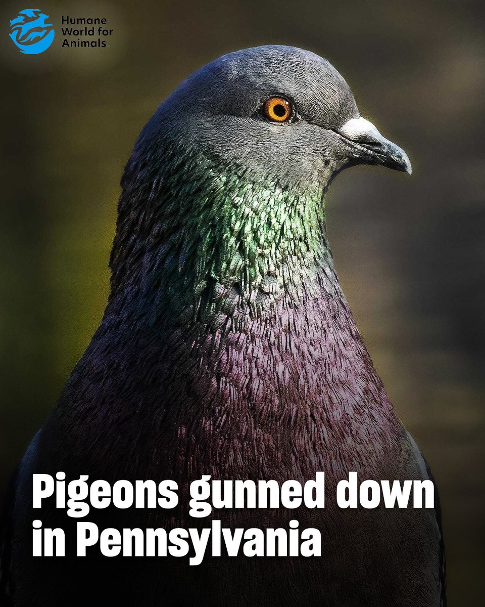 humaneworldorg's tweet photo. Over Labor Day weekend, participants in a live pigeon shoot contest at the Erdman Sportsmen’s Association gathered to blast away at live pigeons. https://t.co/UdVHNeWUeL https://t.co/jZy1JBIIn9