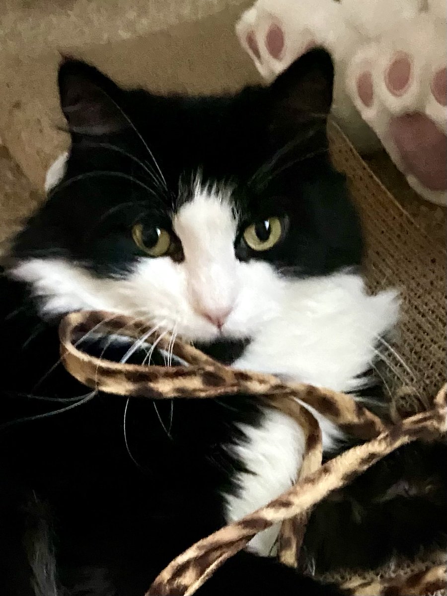 MemeCat99014509's tweet photo. #PostAFavPic4VioletSept26
Day 26: Play
๐พItโs Whiskers Wednesday!๐พ๐บ
๐พLetโs Play!๐พ๐คฉ
๐พ๐ค๐ค~Sally๐ฝ
#WhiskersWednesday #CatsOfX #CatsOfTwitter #Hedgewatch #AnimalLover #PetsOfX #Cats #Play #CatPosts #TuxedoCat https://t.co/G250CdHpFh