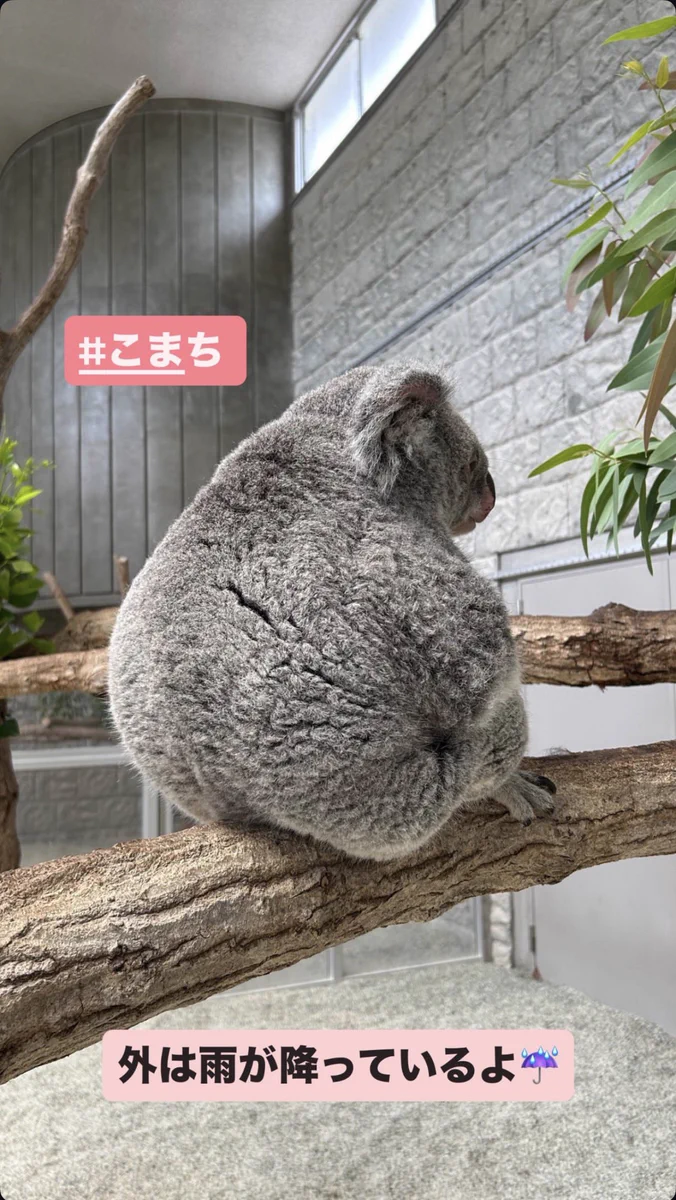 🌱ゆカラッッコさん🦦🍭 on X: 