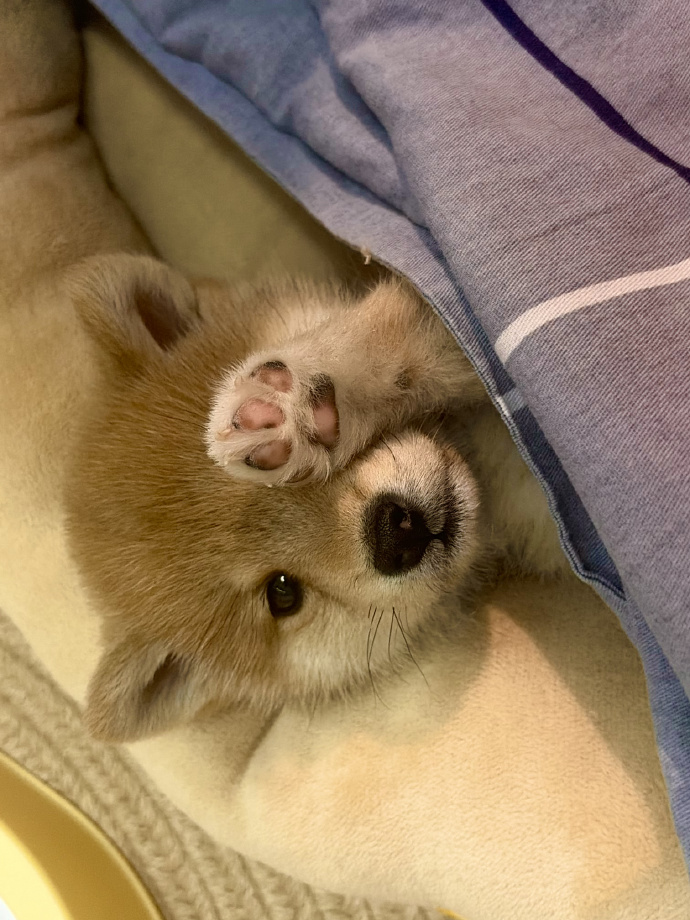 uc0AaqcVvbnXW6T's tweet photo. My little pup just turned 3 months old—from a tiny wobbly ball of fur to this snuggle bug that follows me everywhere. Growth hits so fast, and every single step is magic!， https://t.co/K4nJbYUcm5