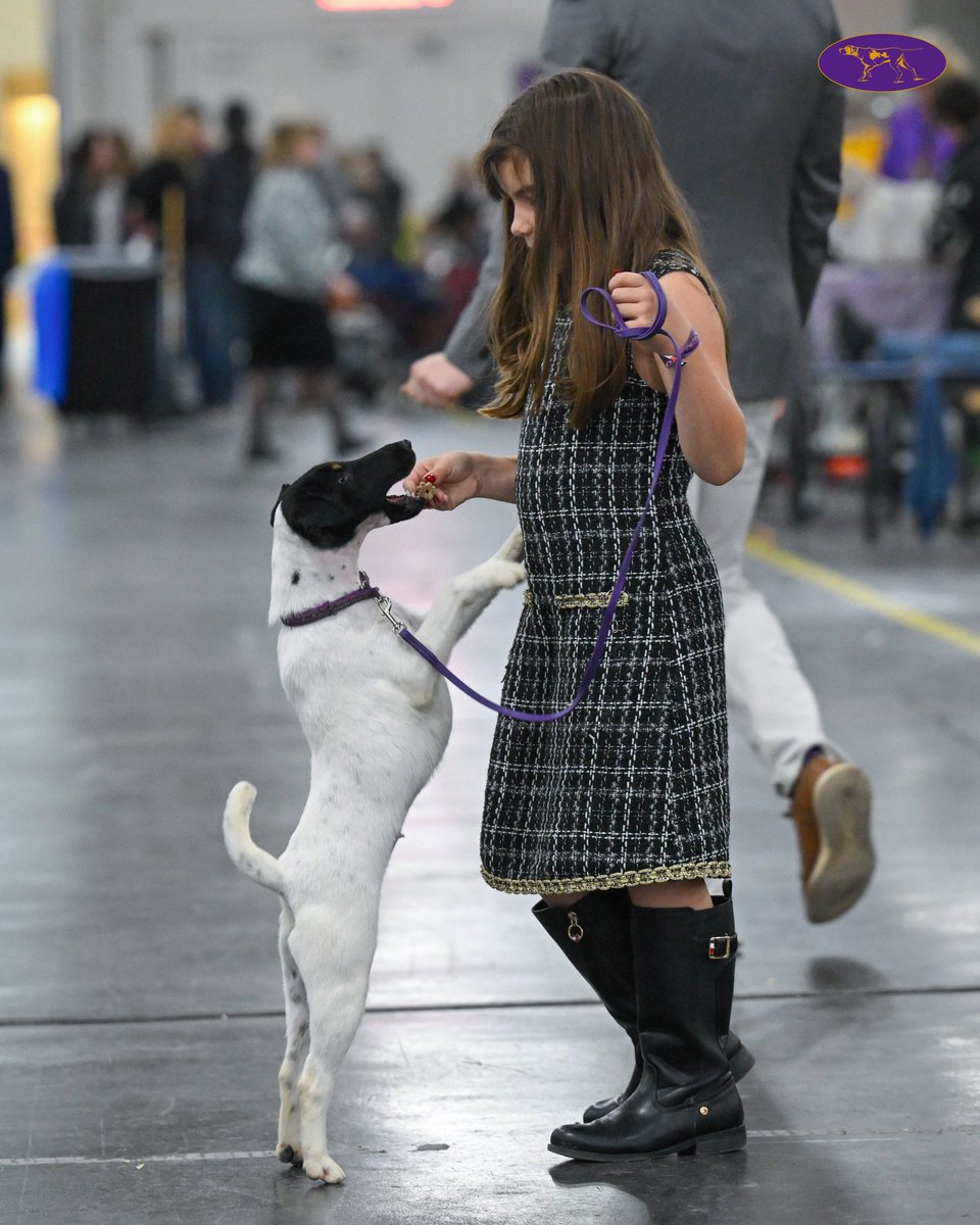 WKCDOGS's tweet photo. From denim to diamonds, every look belongs at the dog show. ✨

🎟️ Purchase your tickets to the 151st Westminster Kennel Club Dog Show here: https://t.co/zImVAxGtQE https://t.co/07eED3cMm4
