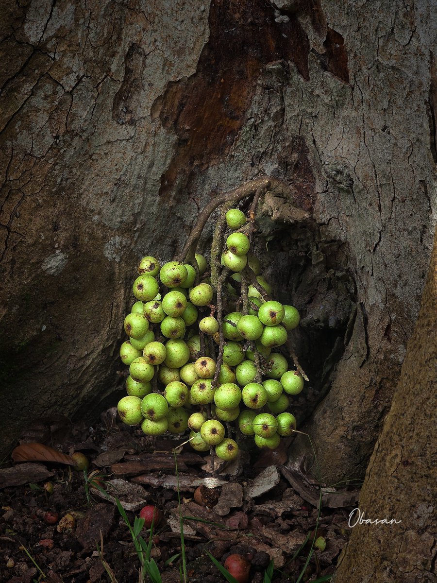 ObaSan44214564's tweet photo. Cauliflorous figs ~ isn't it cute? https://t.co/79zAvdkqKE