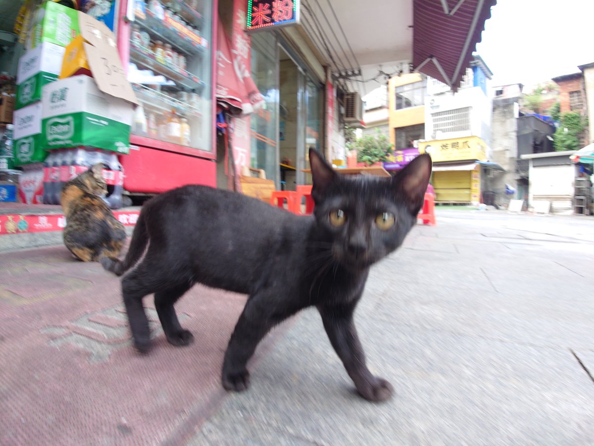 PhyllanyhusDuo's tweet photo. 小唐猫（ https://t.co/zxSLH4M82t
