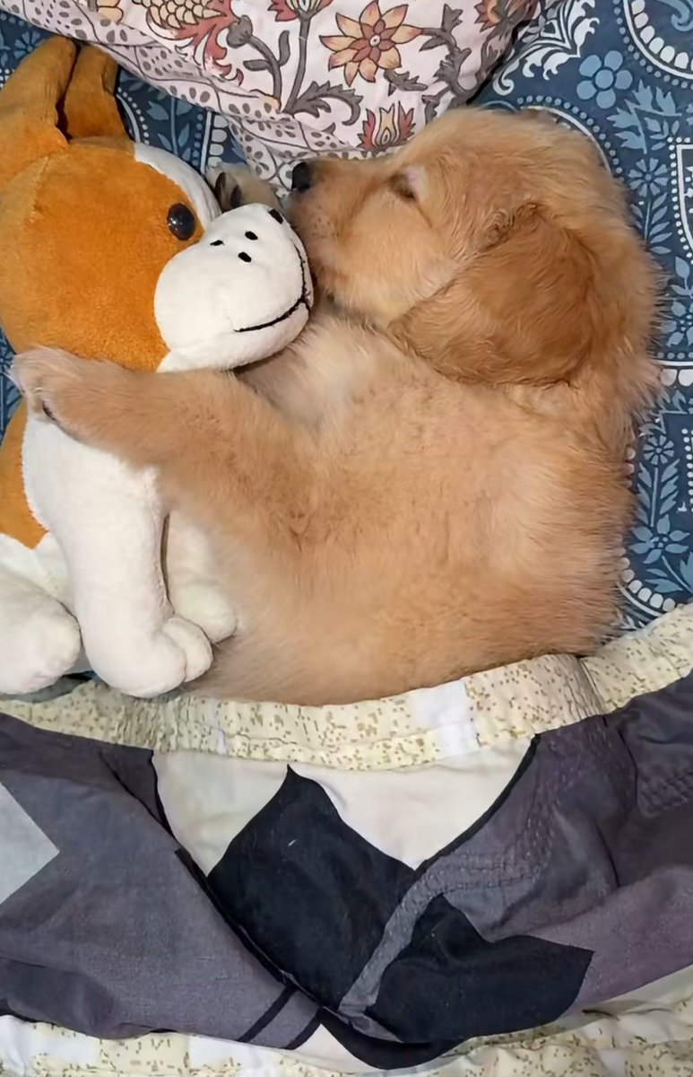 divyat2605's tweet photo. In your teens, you’ll get an urge to experience golden-retriever energy.
It’s v. imp. that you listen to it! 🐶

#golden #dog #retriever https://t.co/DjKvnV29Am