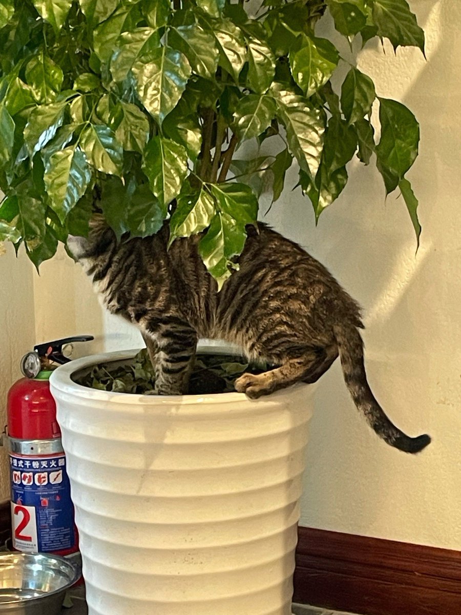 CarlThiedebs's tweet photo. Just spent 20 mins laughing at my cat knocking over a plant -- tiny joys hit different when the day feels heavy. https://t.co/J5M0dAwAcT