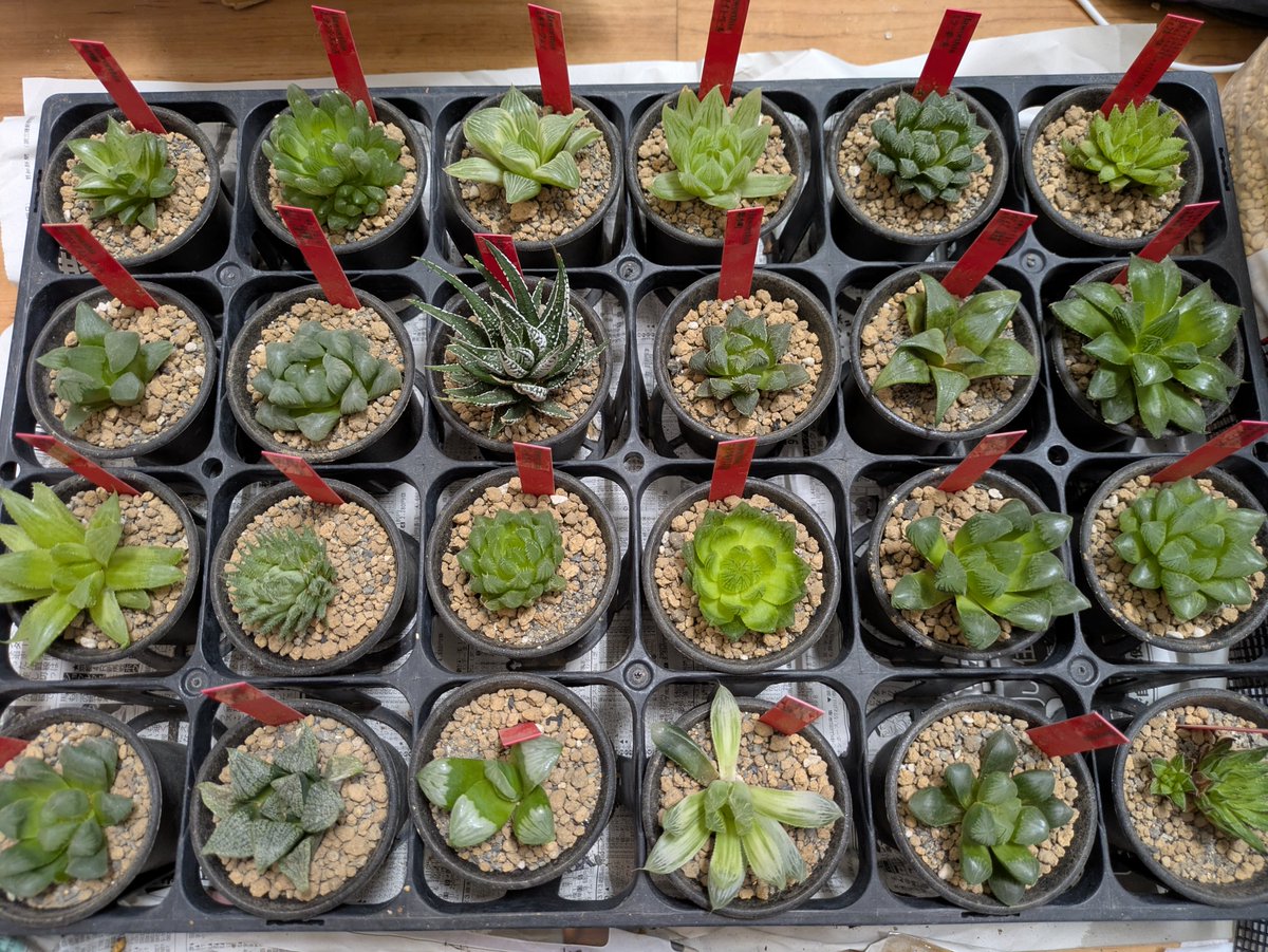 DatsusaraMujin's tweet photo. 68鉢植え替えて疲れた😱（ハオルチア25鉢、1号多肉42鉢、2号多肉1鉢）
一枚目の写真のハオルチア、手前の子達は暫く様子見必要なのでまずは20鉢弱が出ると思います。
1号鉢は珍しくメセン系が💡
恐らく9/20（日）の14時以降に並べると思います。また直前に価格含めてご報告します🫡 https://t.co/zyzDn0jMj6