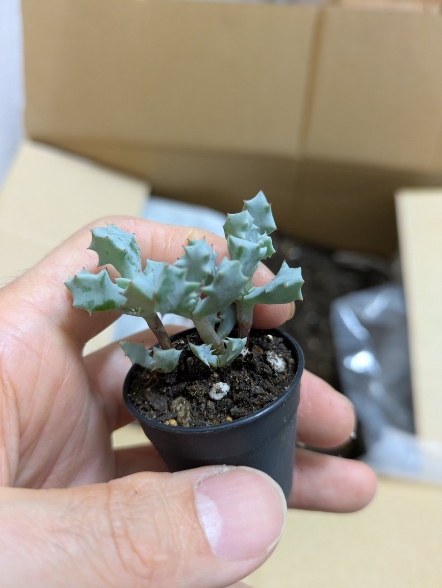 DatsusaraMujin's tweet photo. 68鉢植え替えて疲れた😱（ハオルチア25鉢、1号多肉42鉢、2号多肉1鉢）
一枚目の写真のハオルチア、手前の子達は暫く様子見必要なのでまずは20鉢弱が出ると思います。
1号鉢は珍しくメセン系が💡
恐らく9/20（日）の14時以降に並べると思います。また直前に価格含めてご報告します🫡 https://t.co/zyzDn0jMj6