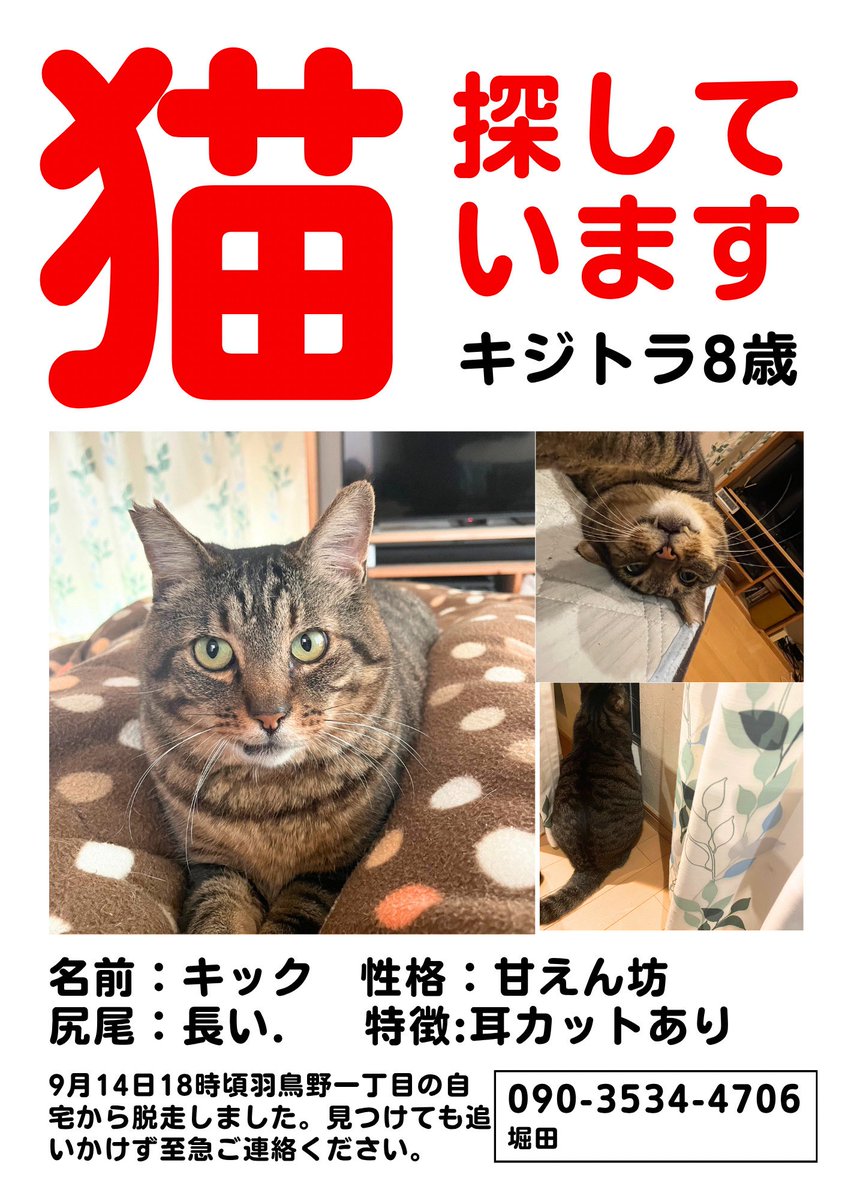 neko_cafe_purr's tweet photo. #拡散希望 #猫探してます #迷い猫 #キジトラ #木更津 #羽鳥野

9月14日18時ごろに木更津羽鳥野1丁目から猫が脱走してしまったそうです。お近くの方、お近くを通る方は気にして見てください🙇🏻‍♂️
拡散お願いします🤲 https://t.co/htxy6cgV3j