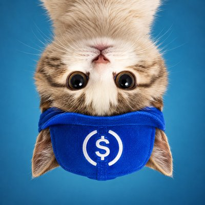 whisper_alpha's tweet photo. It's a cat 
it's upside down
its called $USDC
its on @arc 
What else do you need?

0x8e98a62a995a50eca9979bfa016f91bf36a8f9d9 https://t.co/kGVfG4G5zh