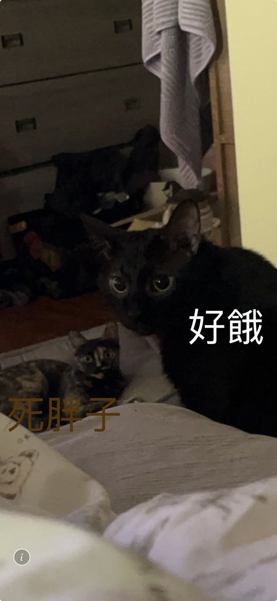 Love556880's tweet photo. 可愛嚶嚶 https://t.co/cECyyeayeN