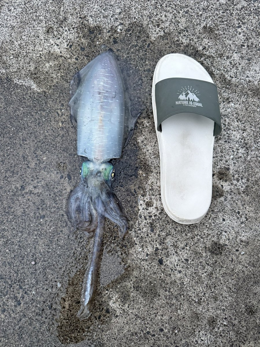 t072i072's tweet photo. ヨイショ！！秋イカ二匹目🦑 https://t.co/EITq7RaAOm