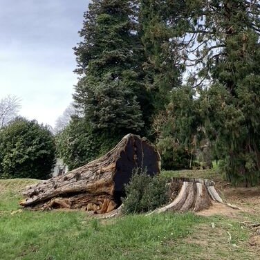 QuickFindGlobal's tweet photo. Uprooted and Transplanted: Plants and Humans
“Something torn up by the roots does not die immediately—it dies a slow death, because the root holds onto it even in mid-air” https://t.co/dDKIL3hnuG https://t.co/VujeK0br8q