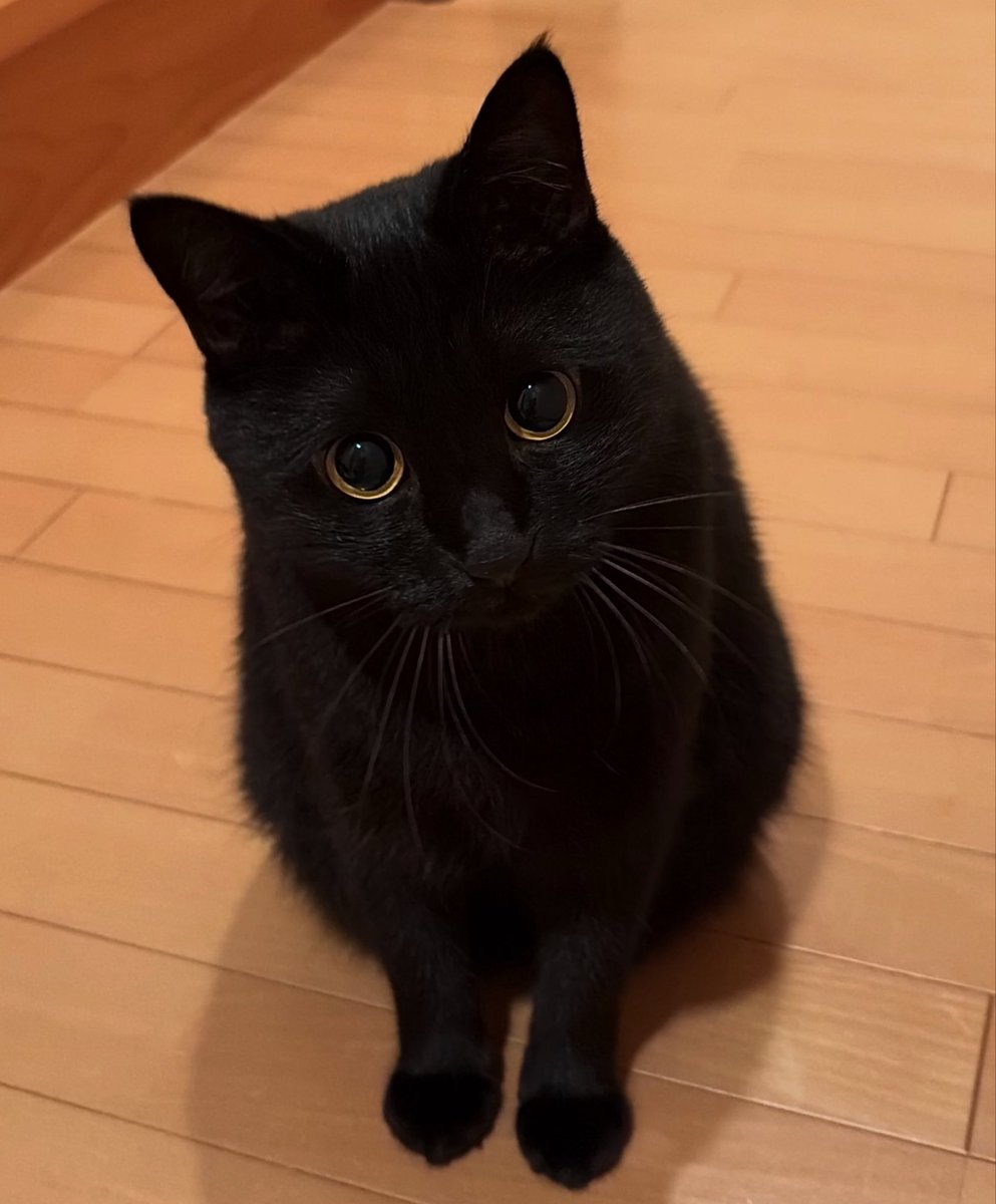 uni_kuroneko's tweet photo. おやつ……まだ？

#黒猫 https://t.co/MF7UdeHI7Y