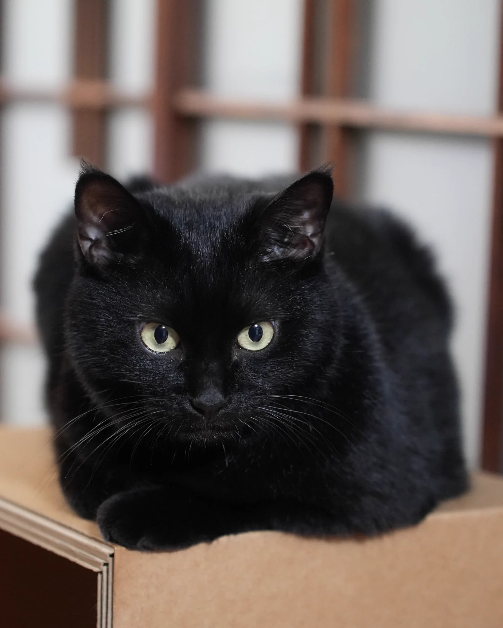 黒猫つくねちゃん太しっぽ on X: 