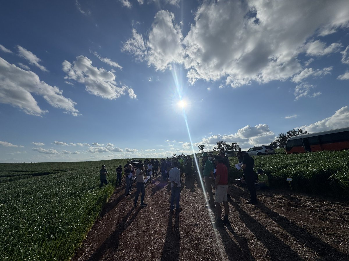 DirtSouthern's tweet photo. One we've been VERY keen to show growers 👀🌱
Our High P-Fixing Soils trial – investigating phosphorus use efficiency, crop response and ultimately ROI from P management.
Plenty more to come from this site.
#SouthernDirt #GRDC # #HighPFixingSoils #phosphorus #SoilMgmt. https://t.co/uB5k3XXo2x