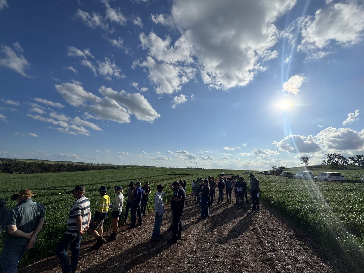 DirtSouthern's tweet photo. One we've been VERY keen to show growers 👀🌱
Our High P-Fixing Soils trial – investigating phosphorus use efficiency, crop response and ultimately ROI from P management.
Plenty more to come from this site.
#SouthernDirt #GRDC # #HighPFixingSoils #phosphorus #SoilMgmt. https://t.co/uB5k3XXo2x