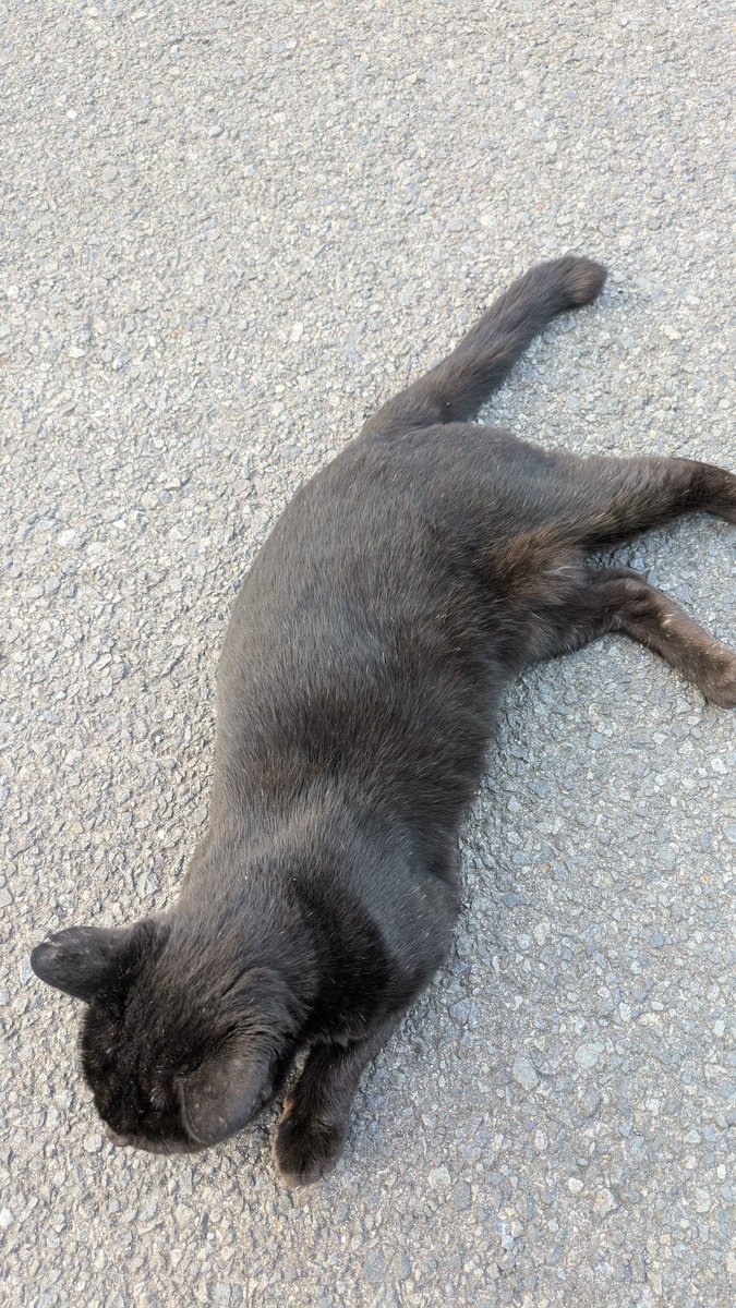 rita_rico's tweet photo. 港名物、妙に懐っこい猫とフェリーを待っています。今回の旅で3度目のフェリー。渡った先の港近くで今日は宿泊。船はいい……。 https://t.co/MsjePsgeHS