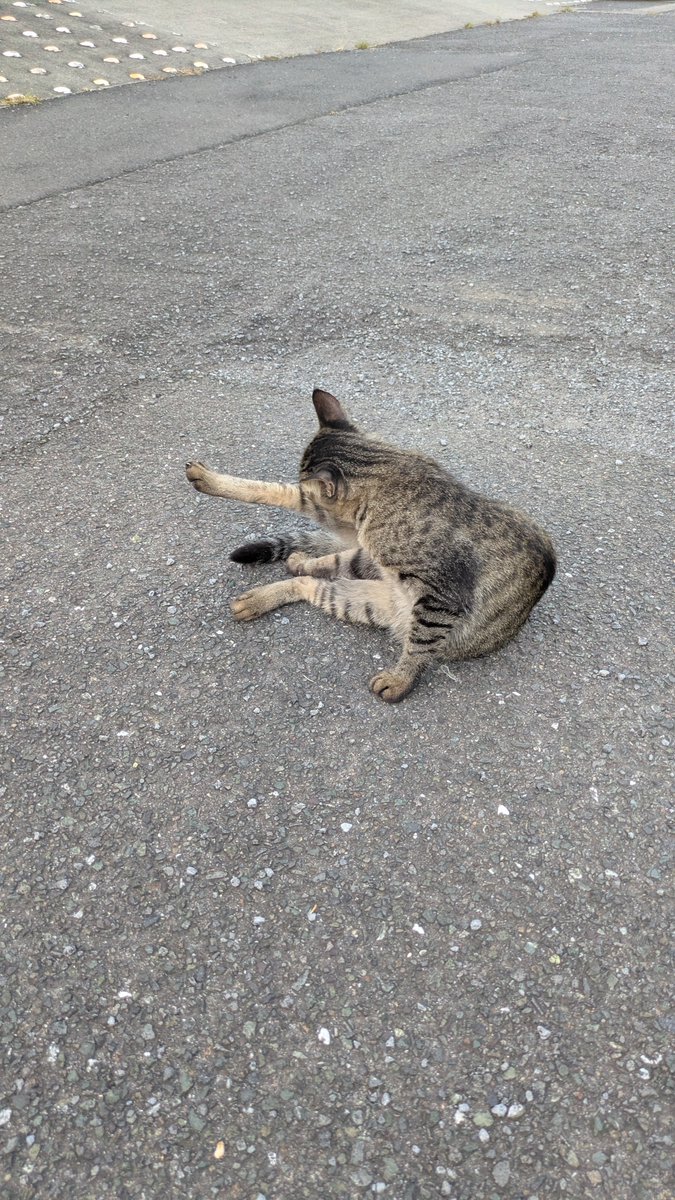 rita_rico's tweet photo. 港名物、妙に懐っこい猫とフェリーを待っています。今回の旅で3度目のフェリー。渡った先の港近くで今日は宿泊。船はいい……。 https://t.co/MsjePsgeHS