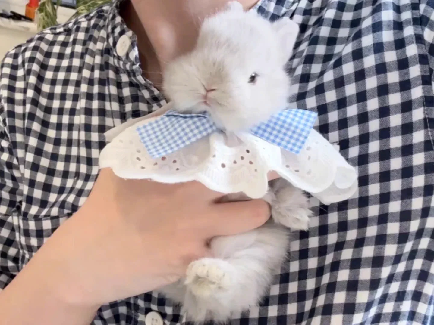 Why you should have a rabbit on X / X