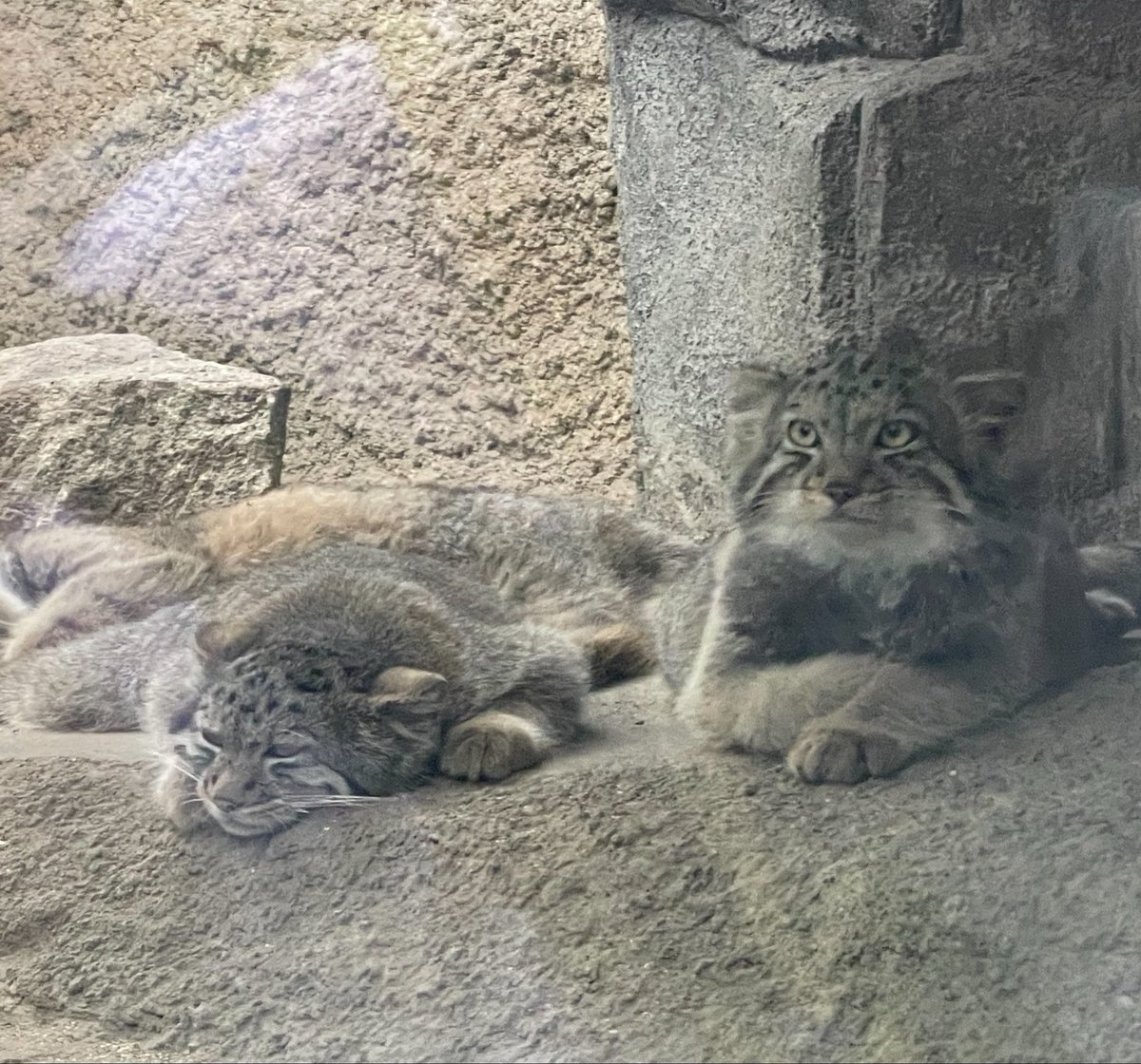 96L88's tweet photo. マヌルネコおった https://t.co/XXs1bXWNth
