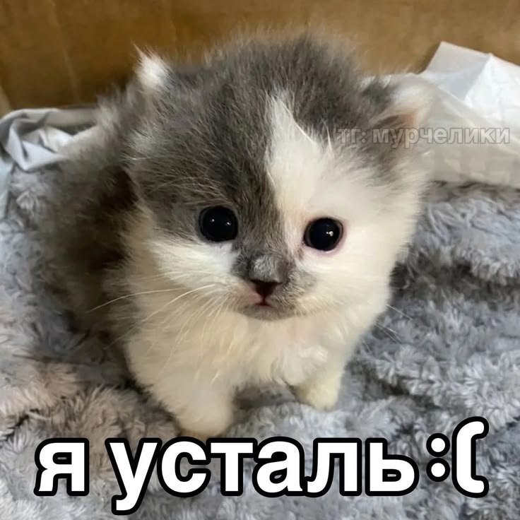 temiqx's tweet photo. Давно я тут не появлялась.., решила что буду постить тут свои мысли и вообще можкт свою жизнь, так как жизнь у меня вообще пиздец, то тут вести соцсети больше всего безопасней https://t.co/0qkTvb0VvW