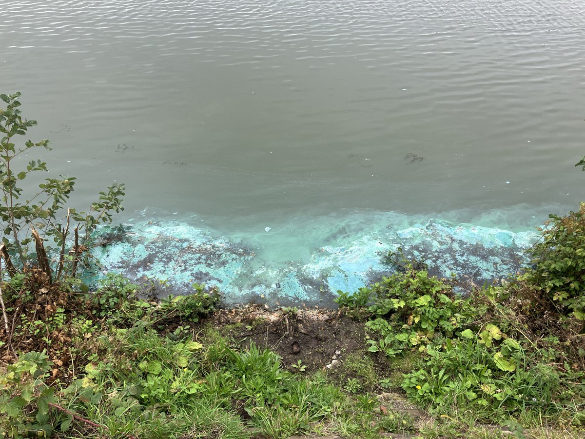EnvAgencyNW's tweet photo. ⚠️Naturally formed blue-green algae has been detected in Appleton Reservoir, Warrington.  

It is toxic to people and pets - do not enter the water and keep animals well clear.   

Dead fish may also be present due to reduced oxygen levels caused by the algae. https://t.co/RcBbMAHW12
