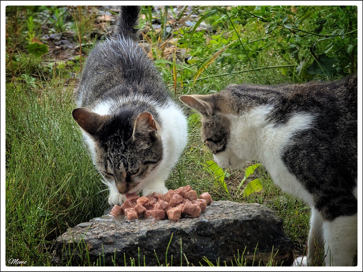 Memo_Barlow's tweet photo. ≪ Fütterung der “Moorkatzen” ≫

Heute waren insgesamt drei hungrige Mäuler an den »Näpfen« und sie waren mit zwei Dosen Katzenfutter und Katzensticks zufrieden. 😀

#photography #fotografie #foto #photo #postprocessed #myphoto #mywork #ownwork #nature #natur #umwelt #katzen #cats #moorkatzen #catsoftwitter #catsofx