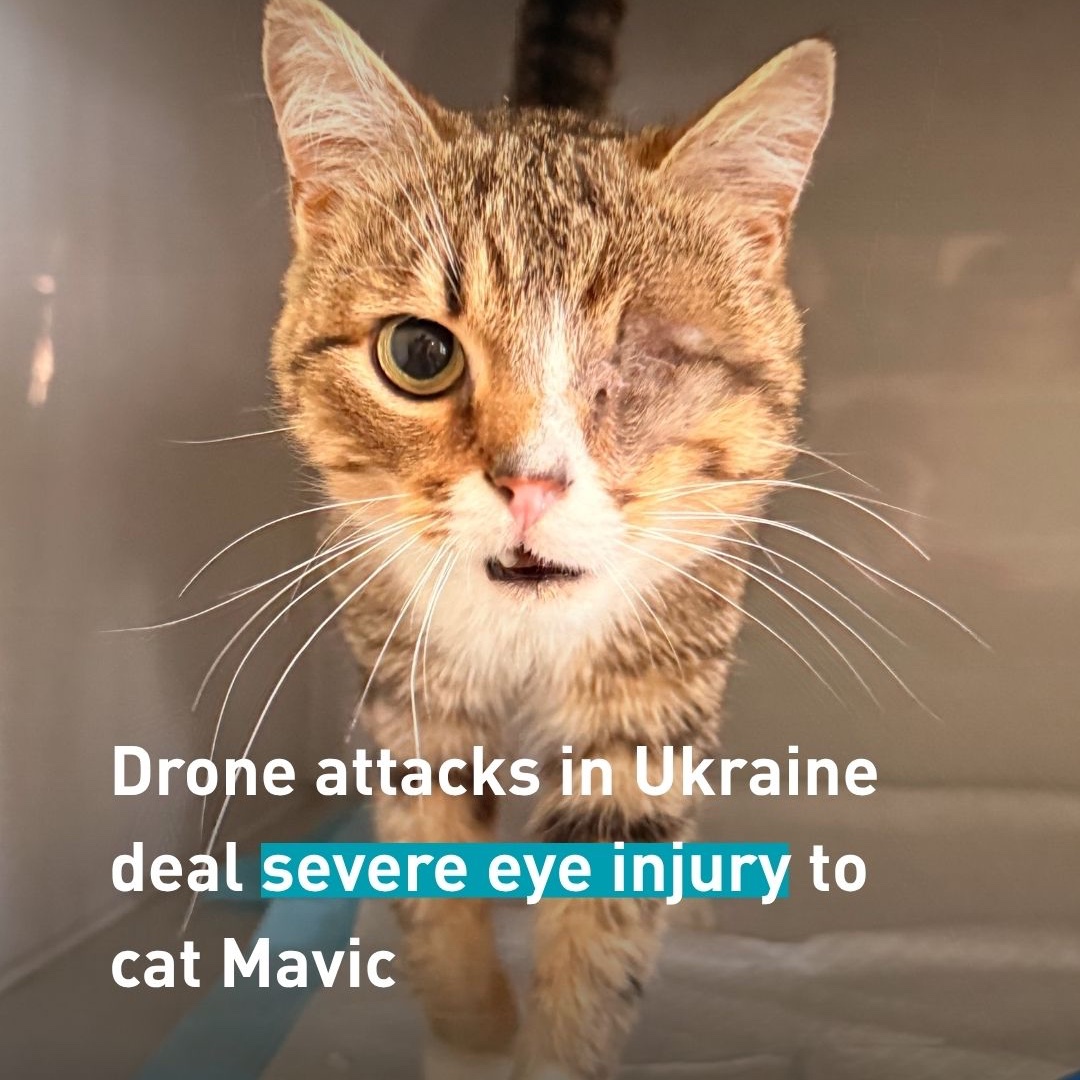 fourpawsint's tweet photo. 🐱 During a drone strike in Ukraine, Poor Mavic had suffered a severe traumatic eye injury with tissue necrosis, multiple bruises and contusions across his body, and lameness in his left hind leg. The injury to his eye was particularly devastating. https://t.co/pMZ7zPKFM8