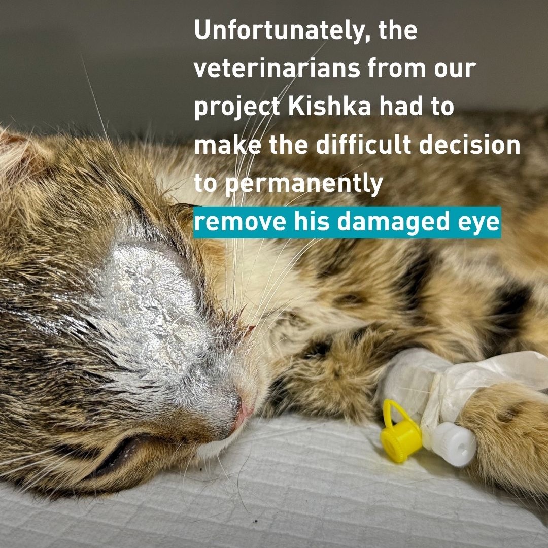 fourpawsint's tweet photo. 🐱 During a drone strike in Ukraine, Poor Mavic had suffered a severe traumatic eye injury with tissue necrosis, multiple bruises and contusions across his body, and lameness in his left hind leg. The injury to his eye was particularly devastating. https://t.co/pMZ7zPKFM8