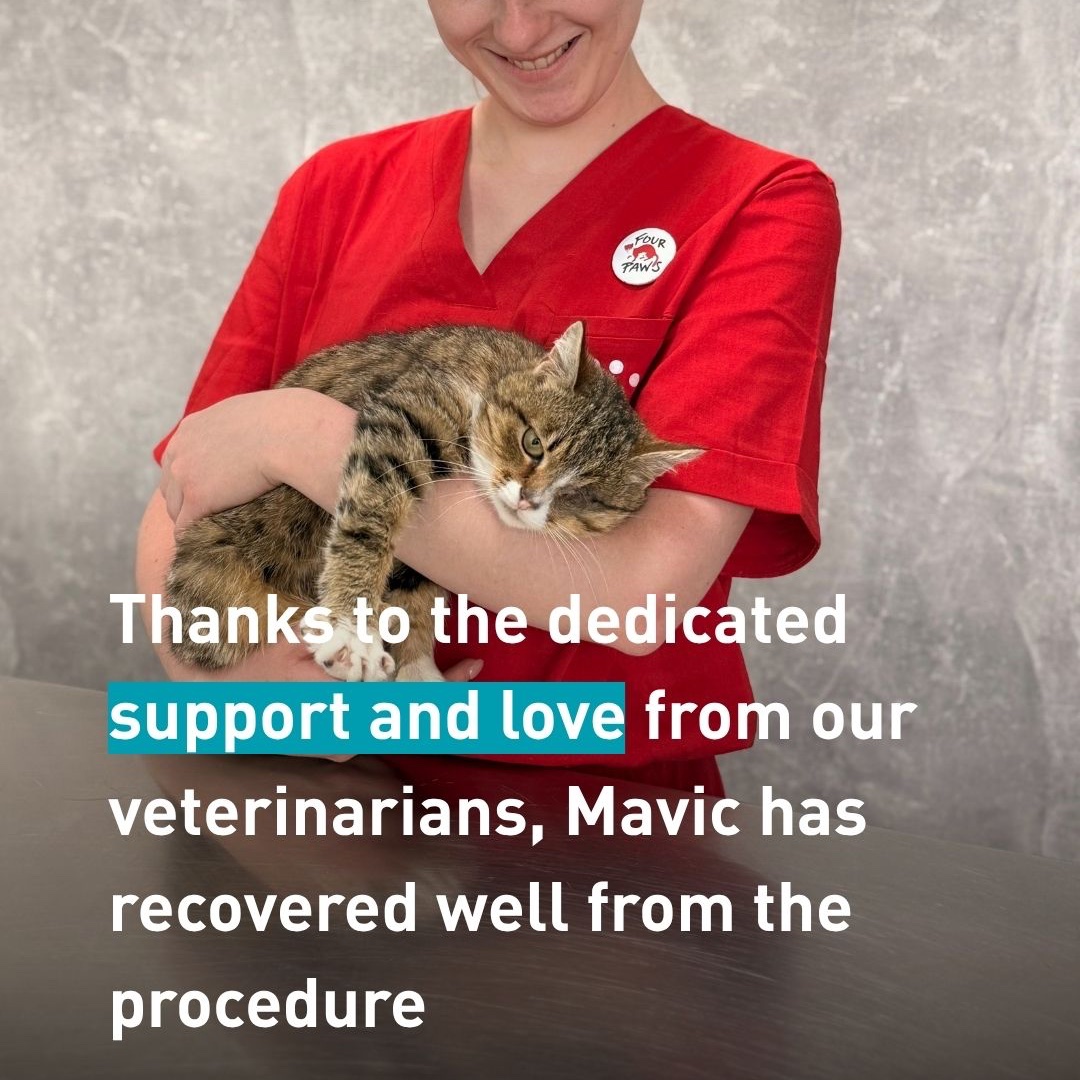 fourpawsint's tweet photo. 🐱 During a drone strike in Ukraine, Poor Mavic had suffered a severe traumatic eye injury with tissue necrosis, multiple bruises and contusions across his body, and lameness in his left hind leg. The injury to his eye was particularly devastating. https://t.co/pMZ7zPKFM8