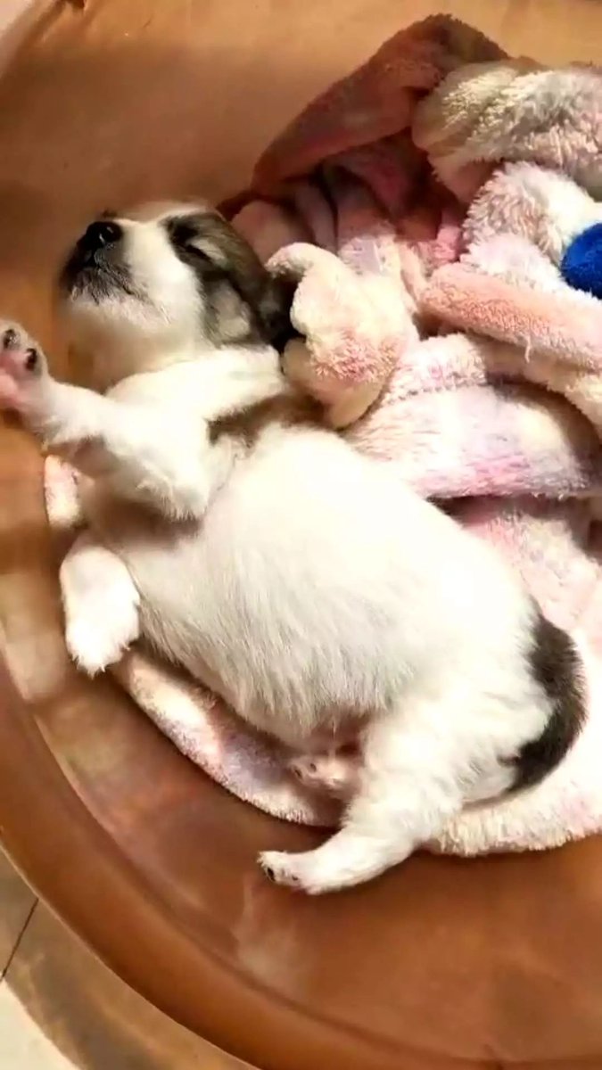 YasukoCambra's tweet photo. [My little puppy grew 2 inches in 1 month—those tiny paws are now way too big for his bed  #PetGrowth #PuppyLife]， https://t.co/UxOZyndblv