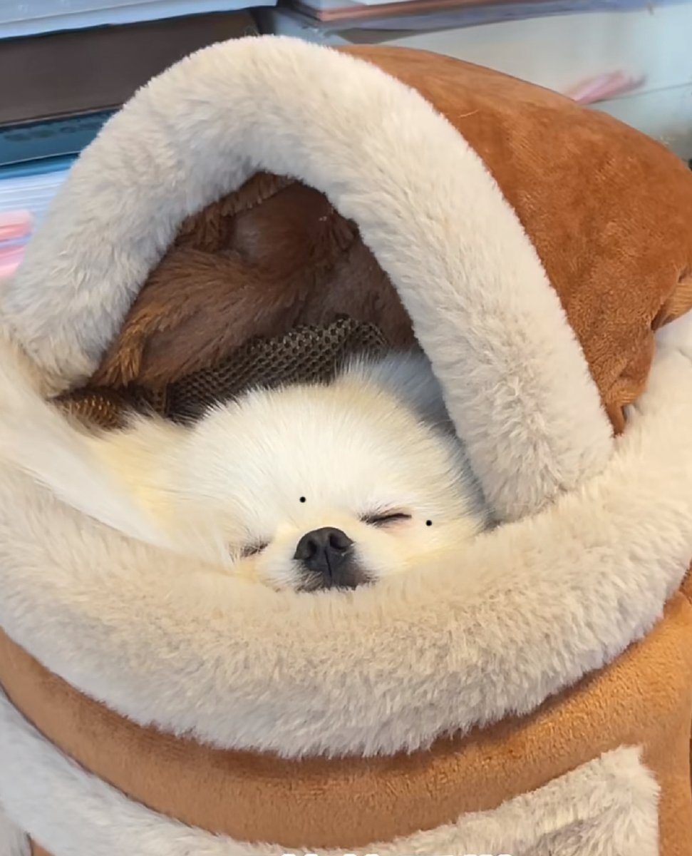 CaseyOberm3i's tweet photo. Nothing beats the cozy vibe when your fur baby curls up right next to you!  It’s the small, warm moments that make every day brighter. https://t.co/Cg6MQWT7YE