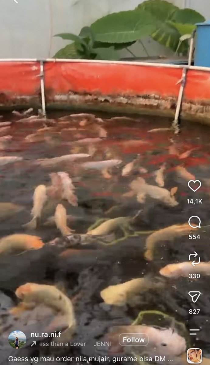 LambeSahamjja's tweet photo. day 2 di pecat dari menteri:
- purbaya beneran mancing ikan
- sampe jual hasil kolamnya
- ada mujair,gurame, dll https://t.co/BaARcDVVpx