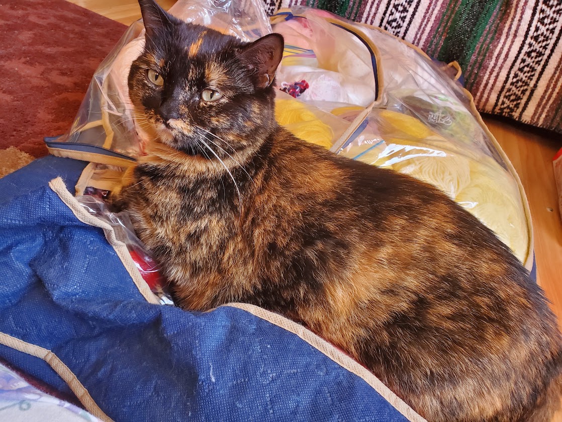 Anezza77's tweet photo. #grief #pet #petloss #loss #testimony #christian #ChristianFaith #sad #death #lovedone #petdeath #cancer #cat #cats #petcat #cute #pets #animal #animals #jesus #mourning #mourn #fuckcancer #mom #mother #family #familypet #christiantestimony https://t.co/MSU1LDnonw