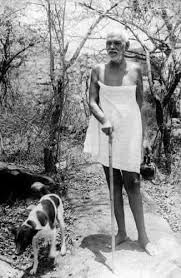 Rohitskaziranga's tweet photo. The Indian saint Ramana Maharshi showed great reverence for the animals who were drawn to his ashram, including cows and dogs.  But today, to his abode, juvenile elephants from Assam are being taken, to be kept in chains as status symbols. @CMOTamilnadu @TVKVijayHQ @RameshOffcl https://t.co/P8v1NrM7Z7